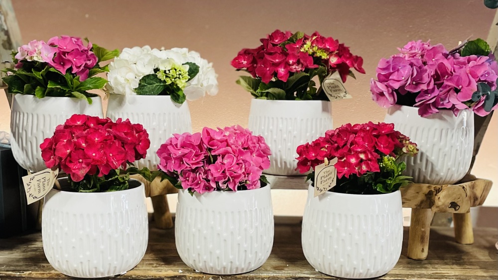 Hydrangea Plant