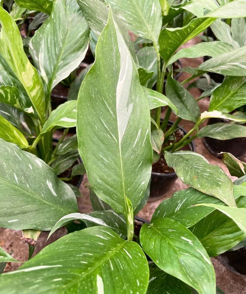 Spathiphyllum ‘Jet Diamond’ 
