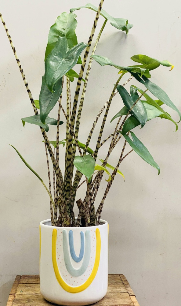 Zebrina in rainbow pot