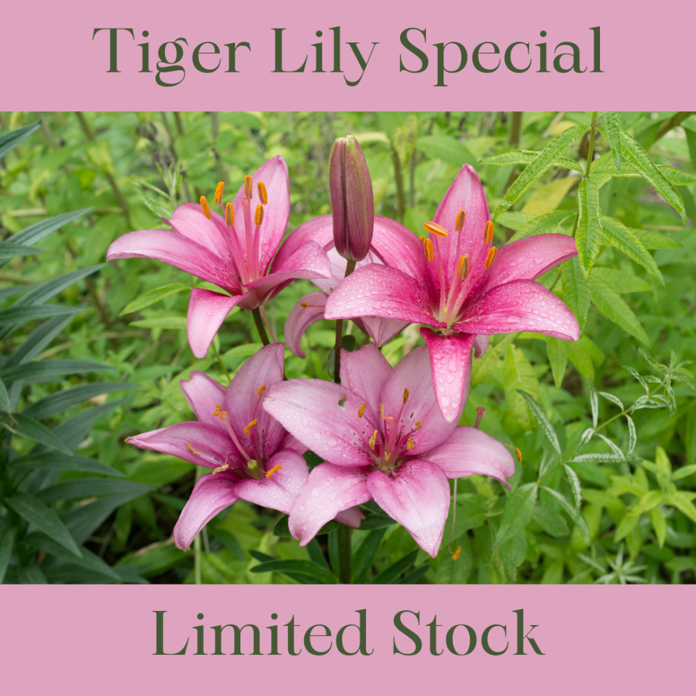 5 x Tiger Lily Stems in Gift Wrap