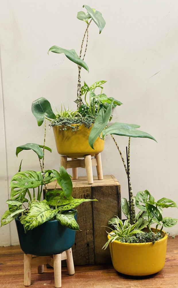 Celebration Garden