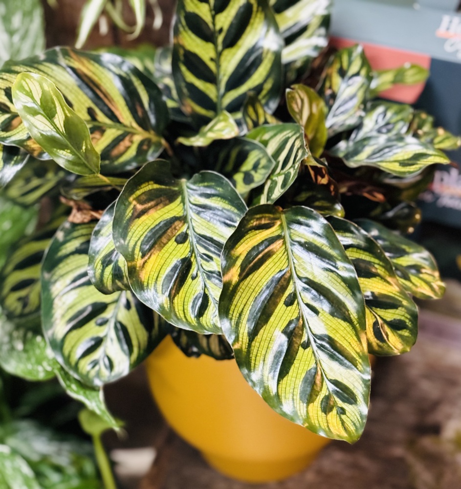 Indoor Foliage Plant