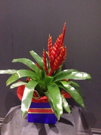 Bromeliad Plant