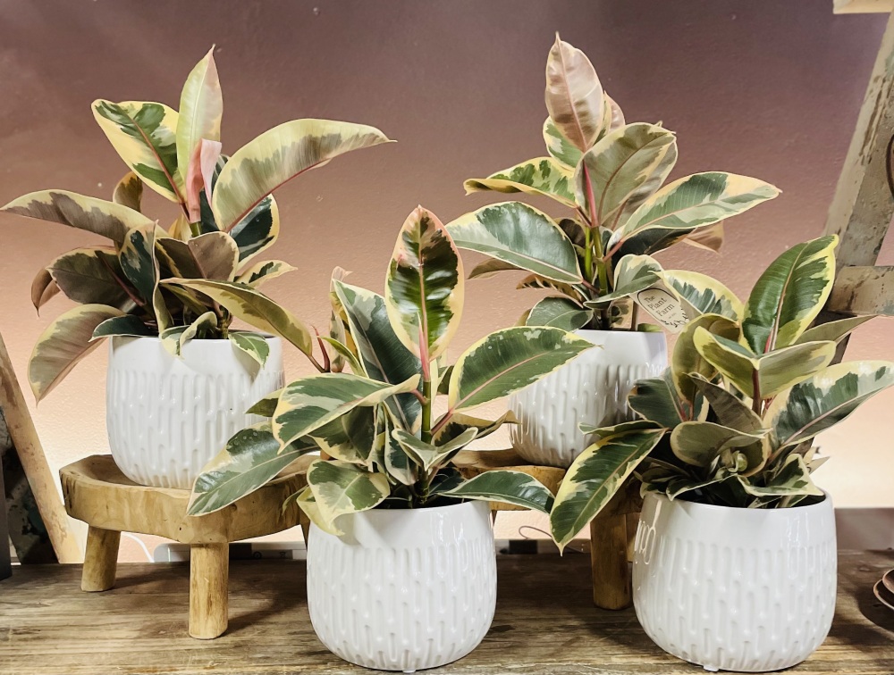Medium Indoor Plant