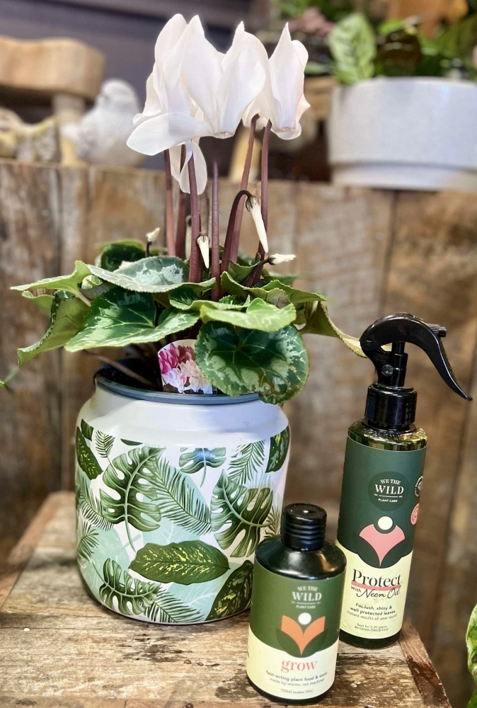 Cyclamen Plant