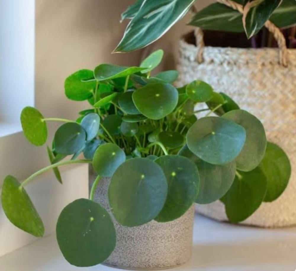 Chinese Money Plant 