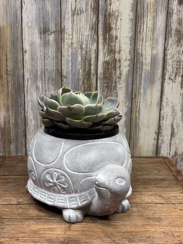 Turtle Succulent