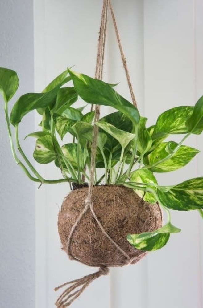 Hanging Golden Pothos Plant