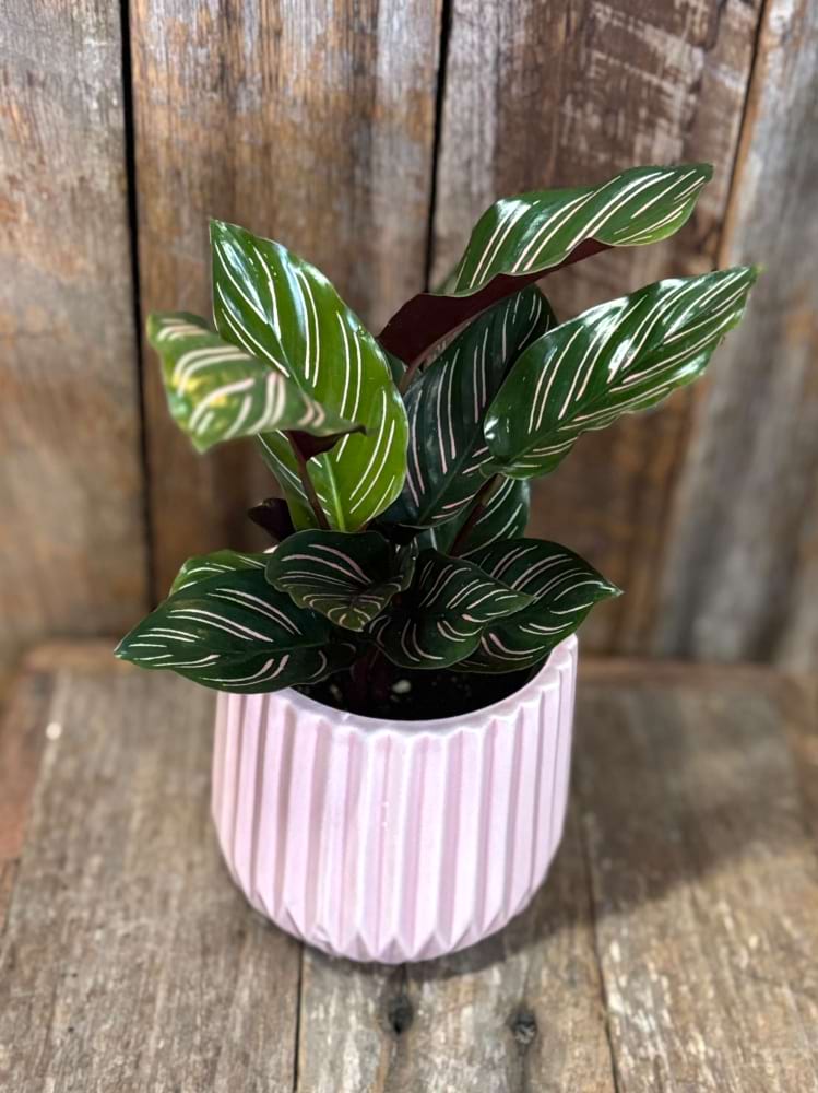 CALATHEA SANDERIANA PLANT